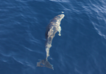 delfin_chorvatsko_2014